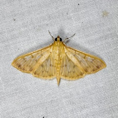 Patania balteata