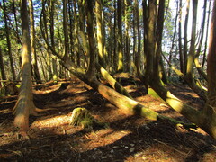 Cryptomeria japonica