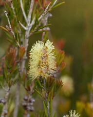 Melaleuca pityoides