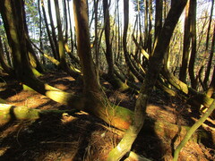 Cryptomeria japonica
