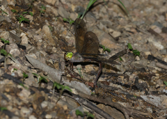 Gynacantha rosenbergi