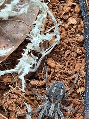 Venatrix pictiventris