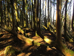 Cryptomeria japonica