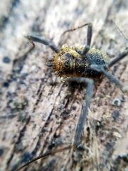 Oligolophus hanseni