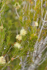 Melaleuca pityoides