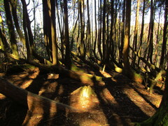 Cryptomeria japonica