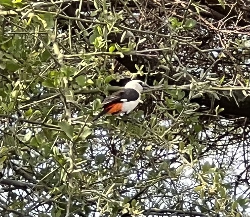 White-headed Buffalo Weaver (Dinemellia dinemelli), photo 8
