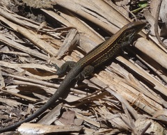 Holcosus quadrilineatus