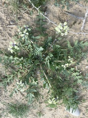 Enarthrocarpus strangulatus