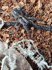 Venatrix pictiventris