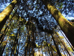 Cryptomeria japonica