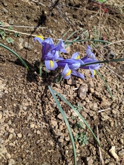 Iris reticulata