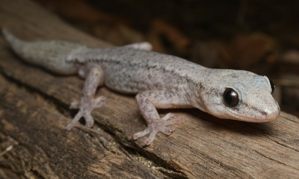 Reticulated Velvet Gecko