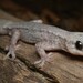 Reticulated Velvet Gecko - Photo (c) Bryce Van der Heide, some rights reserved (CC BY-NC), uploaded by Bryce Van der Heide