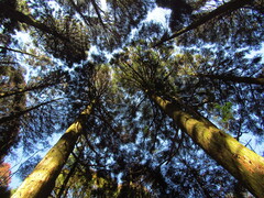 Cryptomeria japonica