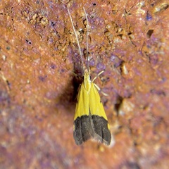 Crocanthes micradelpha