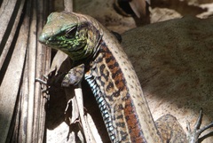 Holcosus quadrilineatus