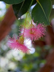 Corymbia ficifolia