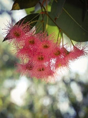 Corymbia ficifolia