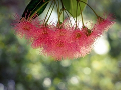 Corymbia ficifolia