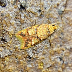 Lophopepla igniferella