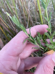 Epilobium hirtigerum