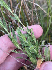 Epilobium hirtigerum