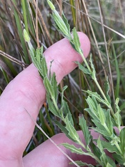 Epilobium hirtigerum