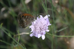Pyronia cecilia
