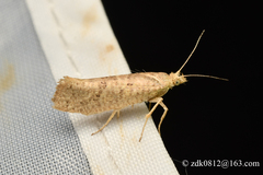 Ypsolopha parallela