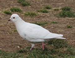 Columba livia domestica