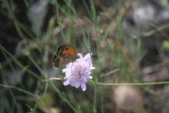 Pyronia cecilia
