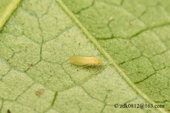 Paracaecilius beijingicus