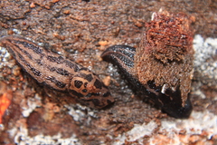 Limax maximus