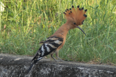 Upupa epops longirostris