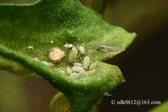 Hayhurstia atriplicis