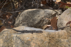 Cryptoblepharus buchananii