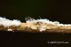 Shivaphis pteroceltis