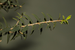 Melaleuca acuminata