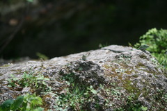 Podarcis siculus siculus