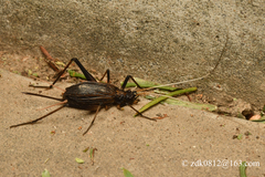 Meloimorpha japonica