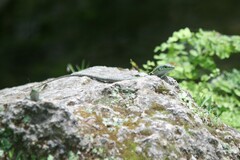 Podarcis siculus siculus