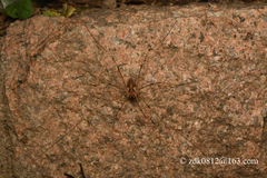 Bidentolophus bidens