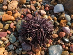 Echinometra vanbrunti