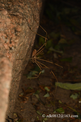 Bidentolophus bidens