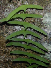 Adenia cordifolia