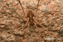Bidentolophus bidens