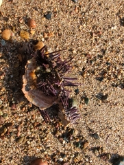 Echinometra vanbrunti