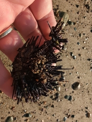 Echinometra vanbrunti