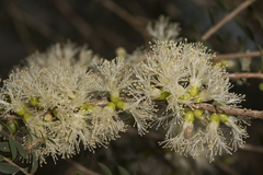 Melaleuca acuminata
